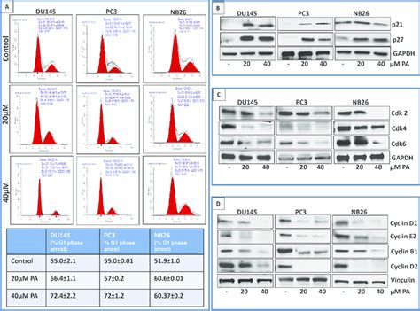 Pa Induces G0g1 Phase Arrest Of Prostate Cancer Cells A Pc3 Du145