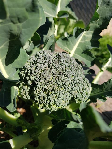 home and gardening show 10