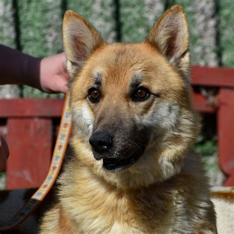 Borka | ASKA Alapítvány