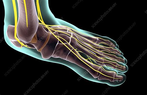 Plantar Foot Nerve Anatomy