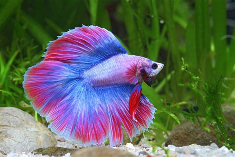 Fische - | Aquasabi | Aquasabi - Aquarium Shop