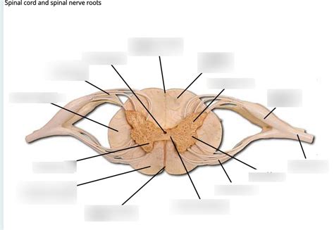 Spinal cord and spinal nerve roots Diagram | Quizlet