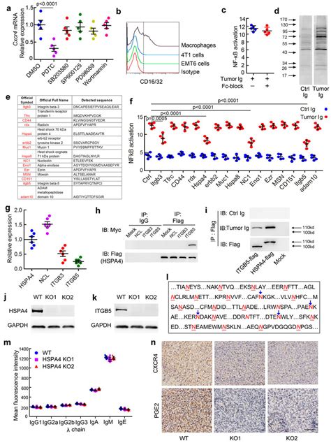 Pathogenic IgG activates CXCR4 SDF1α axis through NF κB pathway via