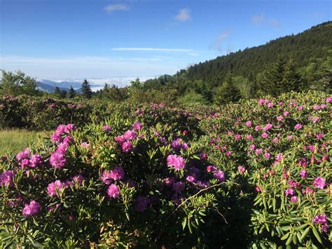 Rhododendron Festival | Roan Mountain Gardens