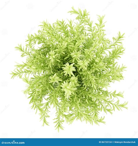 Top View of Thin Leaves Sedum Plant Isolated on White Stock Photo