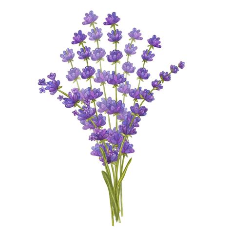 Ramo De Flores De Lavanda Bouquet Floral Aquarelle Eco Ervas Naturais