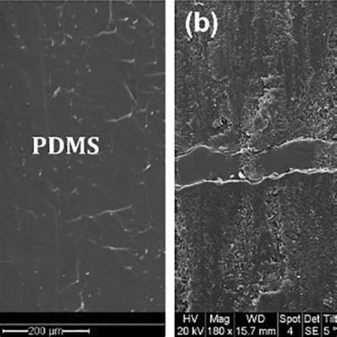 Cross-sectional scanning electron microscopy images of the (a ... 