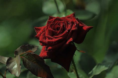 Бордовые розы - 72 фото