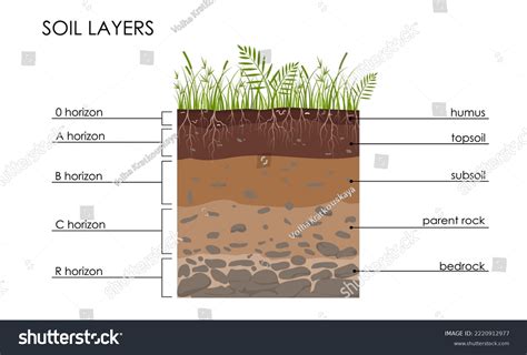 Soil Layers Diagram Scheme Grass Roots Stock Vector Royalty Free