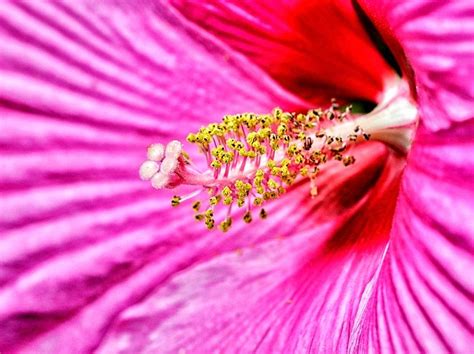 Dinner Plate Hibiscus R Flowers