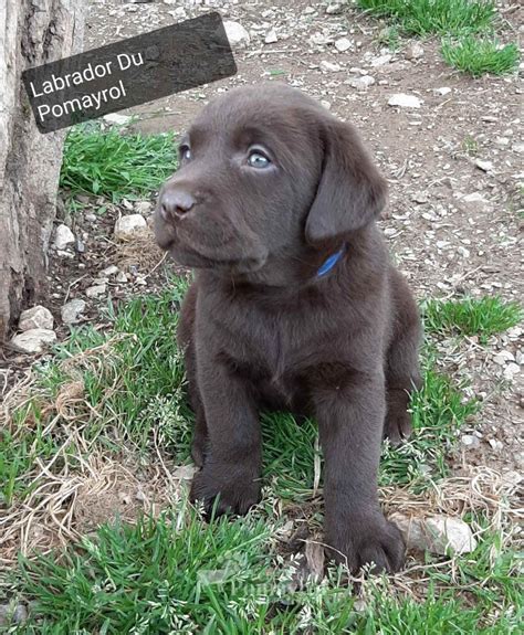 Portée Labradors Chocolats LOF Ferme du Pomayrol