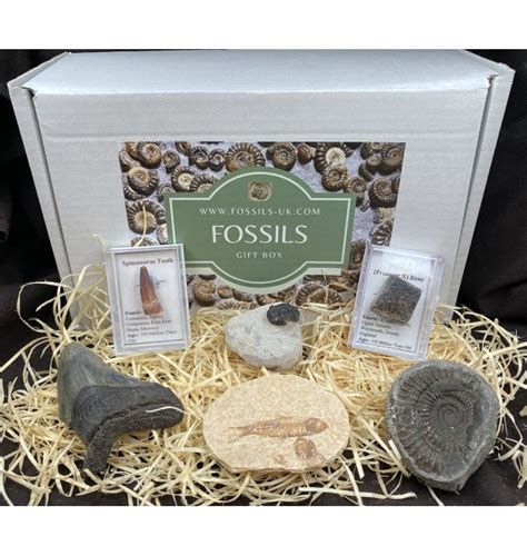 Fossils For Sale | Fossils-uk.com | Online fossil shop