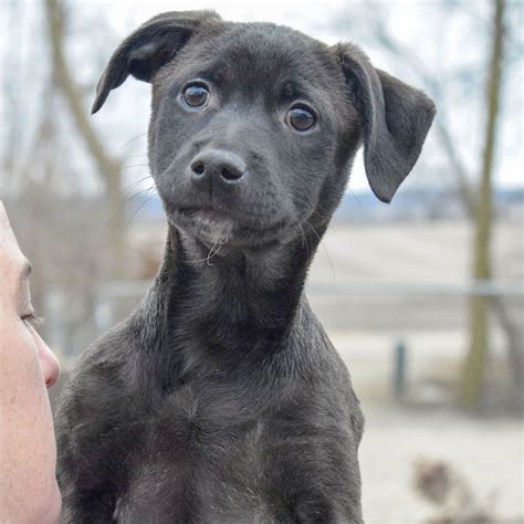 Dog for Adoption - Violet, a Black Labrador Retriever in Chicago, IL