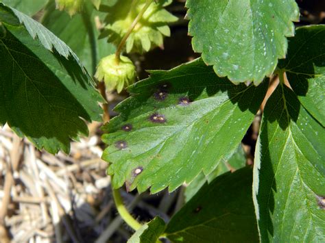 White Spots On Strawberry Leaves