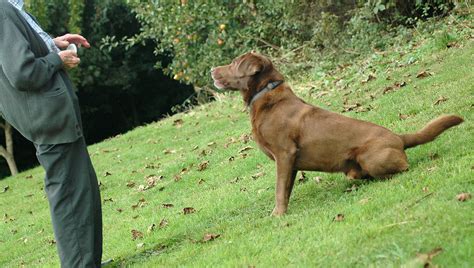 dog training  steep learning curve thornypup flickr