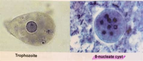 Entamoeba Coli Cysts And Trophozoites