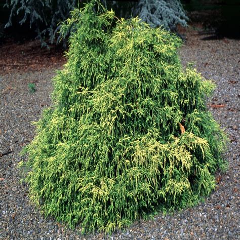 Chamaecyparis Pisifera Sungold Japanese Falsecypress Siteone