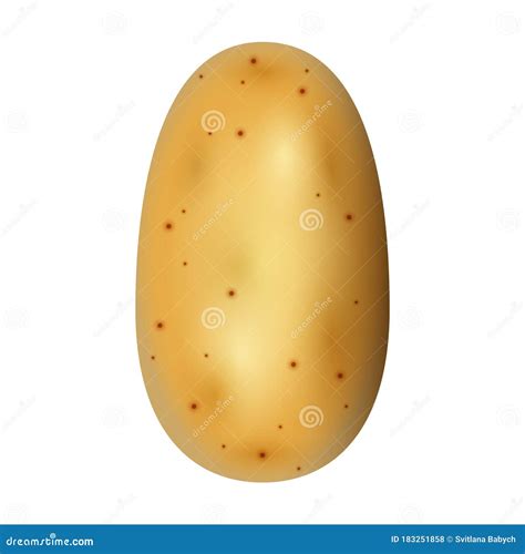 Значок вектор вектора картофель Iconrealistic изоляции на белом Potato ...