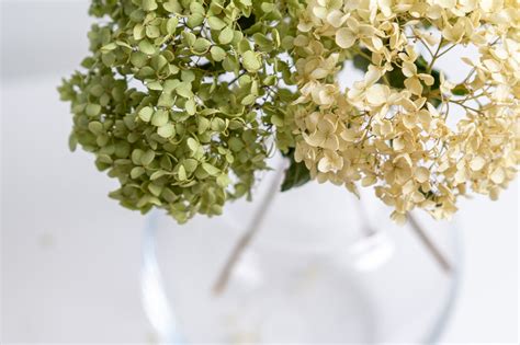 How to dry hydrangeas — Benita Larsson