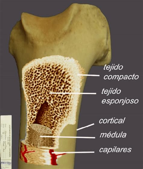 Partes De Un Hueso