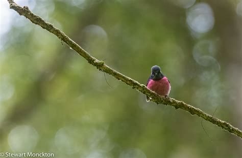 Paying Ready Attention - Photo Gallery: 546 Wild Bird Wednesday - Pink ...