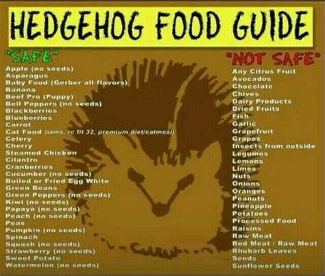 ~Hedgehog Food Guide~ | Hedgehog food, Hedgehog, Hedgehog pet