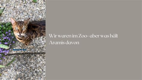 Wir waren im Zoo aber was hält Aramis davon katzenaufyoutube miau