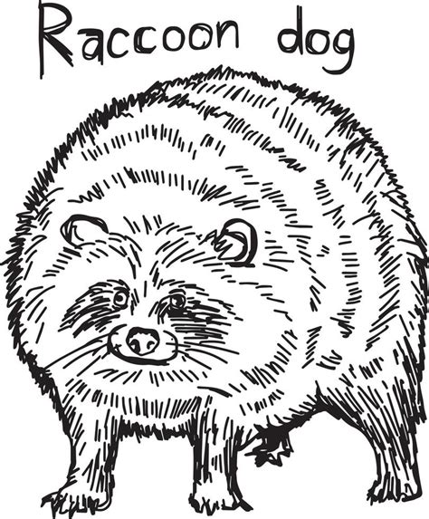 raccoon dog - vector illustration sketch hand drawn 3127262 Vector Art at Vecteezy