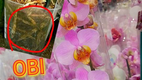 ОРХИДЕИ ЗАМЕРЗАЮТ в OBI Краснодар СРОЧНО надо СПАСАТЬ - YouTube