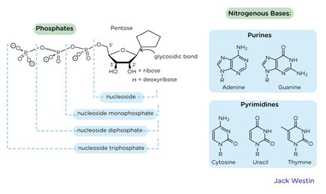 Nucleotide Nucleoside