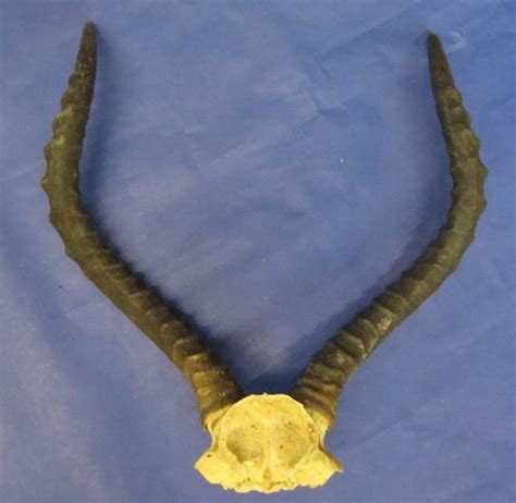 Wholesale African Impala Skull Plates With Horns 18 To 22 Inches Horns