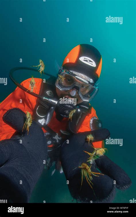 Diver with Amphipods (Acanthogammarus lappaceus). Lake Baikal, Russia ... 