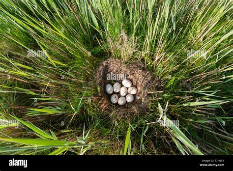 Nest Of Mallard Anas Platyrhynchos Hidden Between Tall Grass And Reed With Eight Fresh White