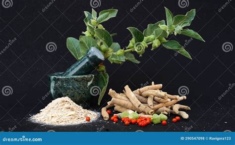 Withania Somnifera Or Ashwagandha Indian Powerful Herbs Healthcare