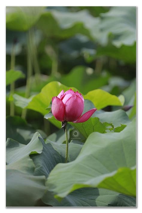 Lotus Free Photo On Pixabay Pixabay