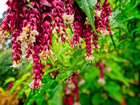 Purple Cestrum Stock Photo Image Of Symbol Comfort 126979804