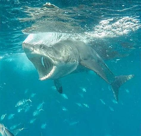 Predators and Preys | Shark pictures, Great white shark, Ocean creatures