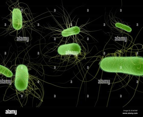 E Coli Hi Res Stock Photography And Images Alamy