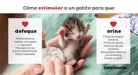 Cómo estimular a mi gato para que defeque y orine Veterizonia