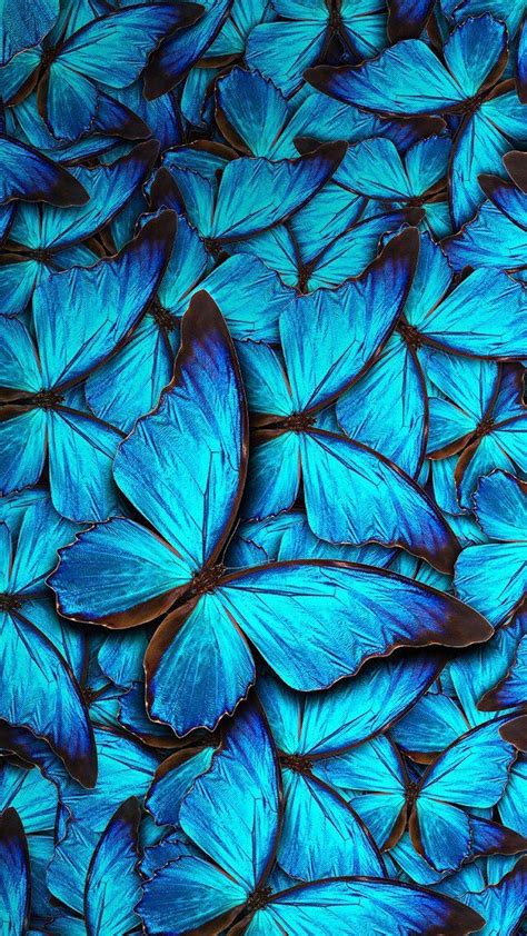 Butterfly iPhone Wallpapers - Top Free Butterfly iPhone Backgrounds ...