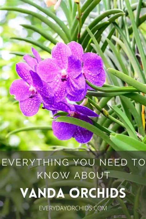 Vanda Orchid Care Guide - Everyday Orchids