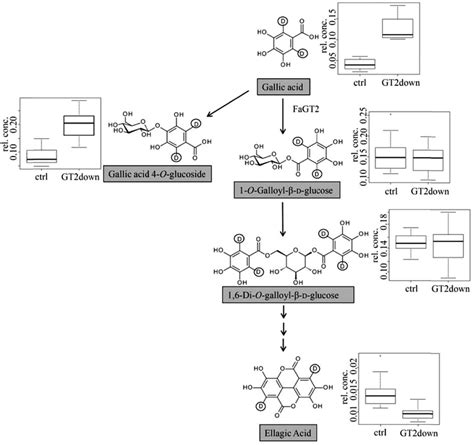 Proposed Ellagic Acid Biosynthesis Pathway With Putative Molecular