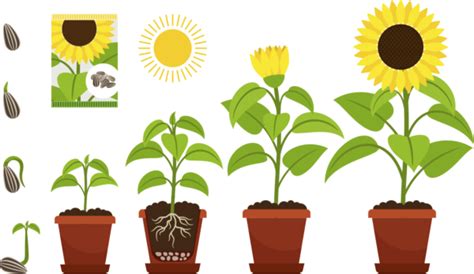 How To Grow Sunflowers Kids Do Gardening