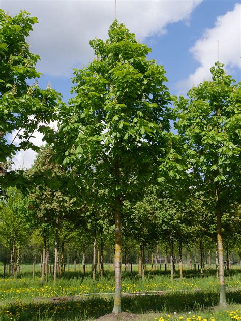 Aesculus hippocastanum 'Baumannii' | Aesculus hippocastanum 'Baumannii ...