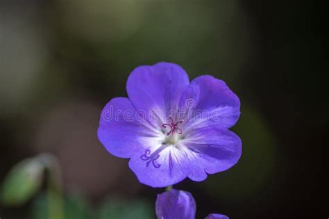 Cranesbills Group Of Flowers In Bloom Geranium Rozanne Beautiful