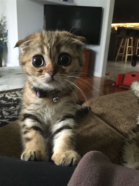 Gatos Cinza Scottish Fold