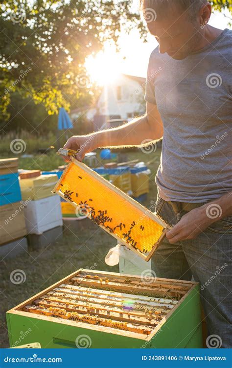 Open Hive With Bees Drew Nice Straight Comb On This Foundation Less