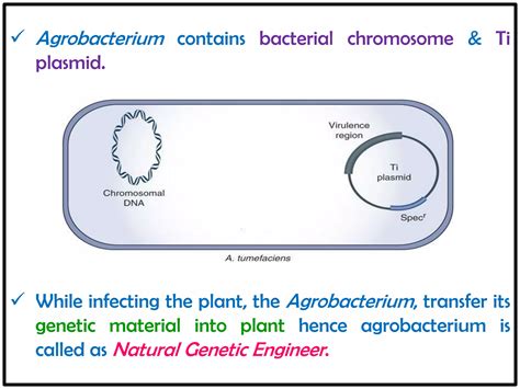 Agrobacterium Mediated Gene Transfer Ppt