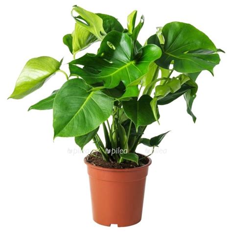 Живые комнатные растения купить, цветы в горшках с доставкой - Pilea