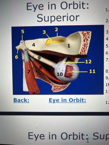 Eye In Orbit Lab Practical Flashcards Quizlet